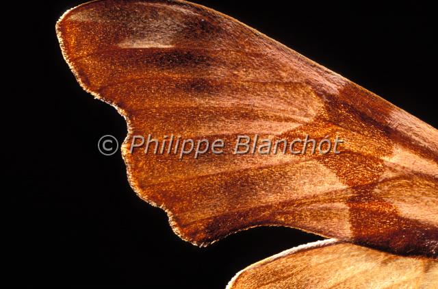 aile mimas tiliae.JPG - Gros plan, ailes de Mimas tiliaeSphinx du tilleulLime Hawk moth wingsLepidoptera, SphingidaeFrance